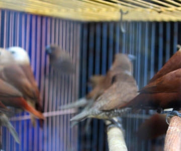 Burung Uncuing Yang Dianggap Seram Burung Devinuris